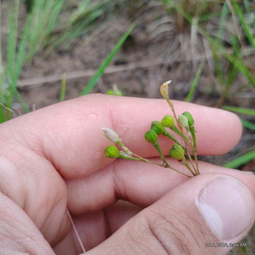 Image of Phemeranthus rugospermus by (c) Bryce, some rights reserved (CC BY)