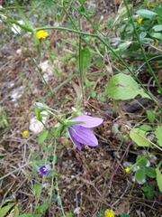 Campanula ramosissima