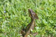 Basiliscus vittatus