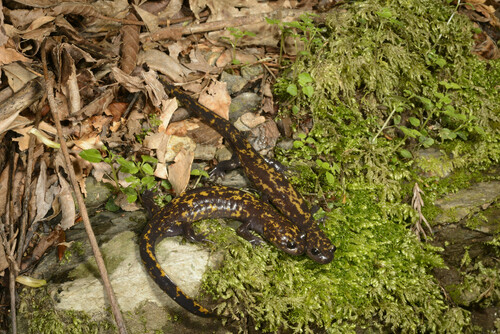 Hynobius ikioi