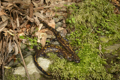 Amber-Coloured Salamander photo 1