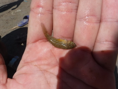 Dormitator maculatus