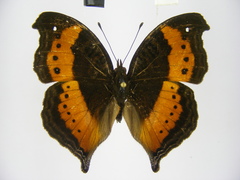 Precis milonia wintgensi