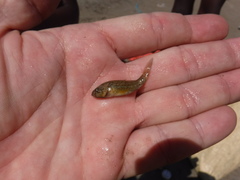 Dormitator maculatus