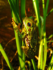 Hyla gratiosa