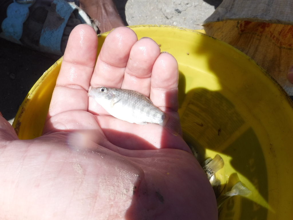 Hispaniola pupfish (Cyprinodon bondi) — Cyprinodontidae
