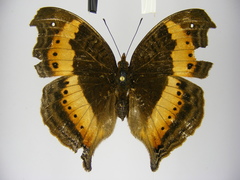 Precis milonia wintgensi