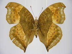 Precis milonia wintgensi