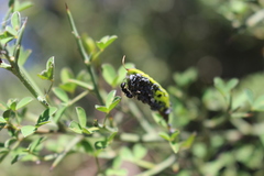 Aphis cytisorum cytisorum