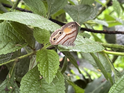 Cissia pseudoconfusa