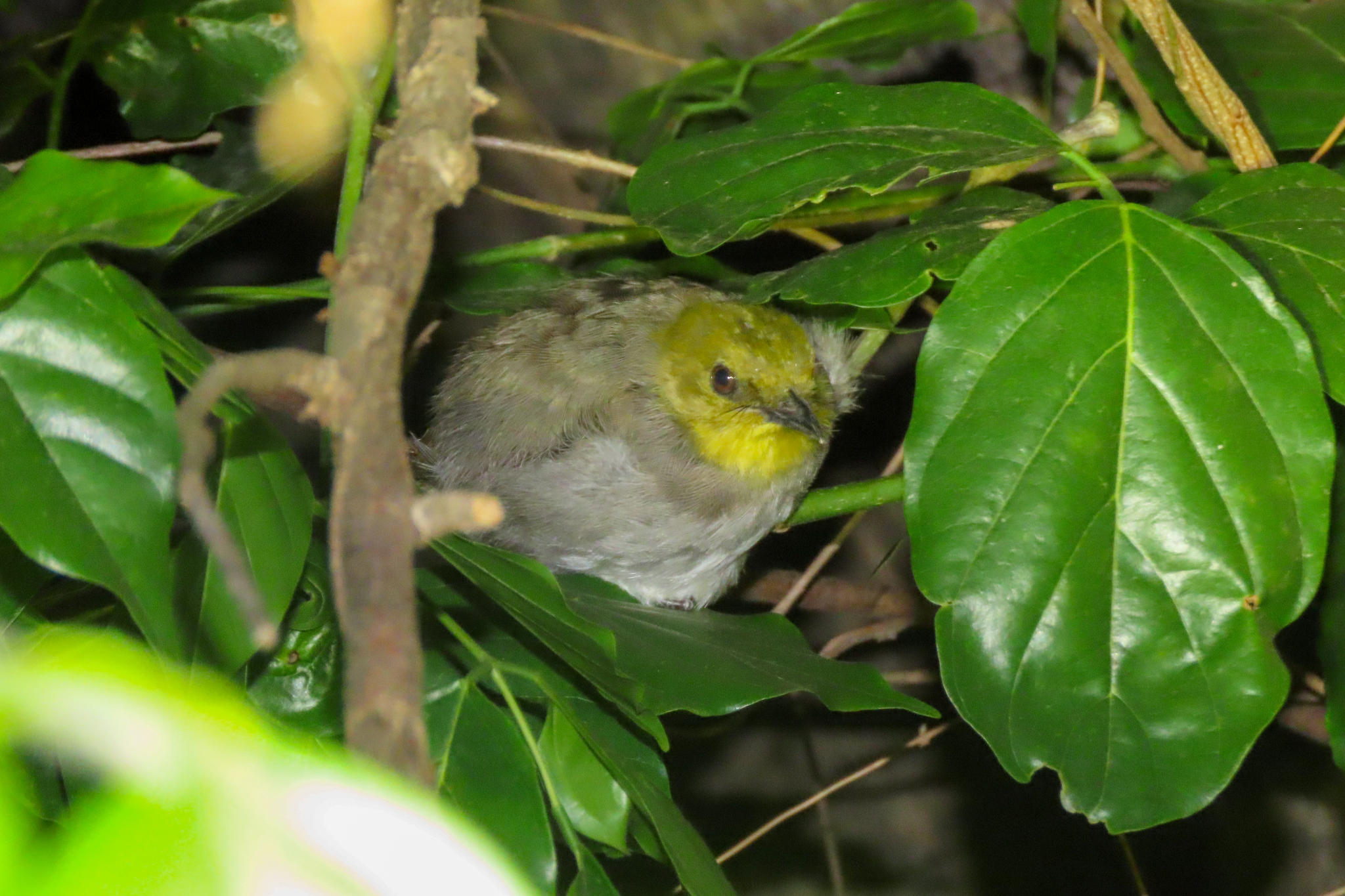 Yellow-throated Bulbul (Pycnonotus xantholaemus), photo 4