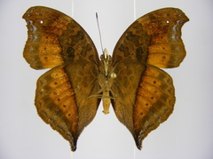 Precis milonia wintgensi