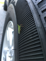 Rhynchomitra microrhina