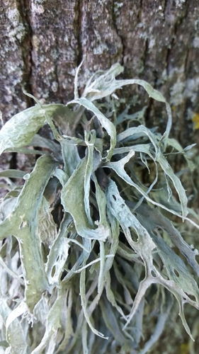 Cartilage Lichen
