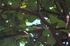 Streptopelia chinensis