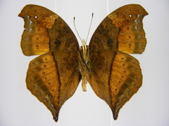 Precis milonia wintgensi