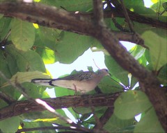 Streptopelia chinensis