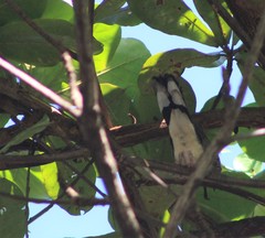 Streptopelia chinensis