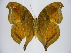 Precis milonia wintgensi