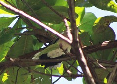 Streptopelia chinensis