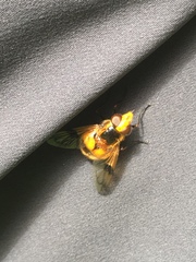 Volucella inflata