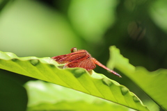 Neurothemis terminata