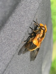 Volucella inflata