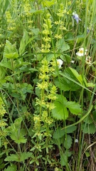 Cruciata