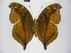 Precis milonia wintgensi