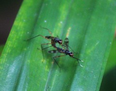 Rainieria