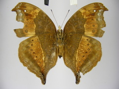 Precis milonia wintgensi