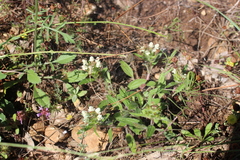 Prunella laciniata