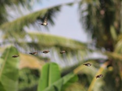 Lonchura leucogastroides