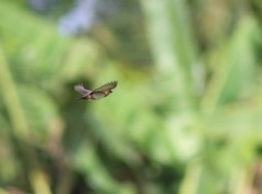 Lonchura leucogastroides