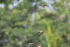 Lonchura leucogastroides