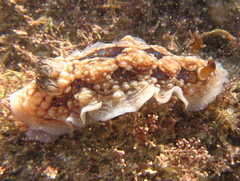 Dendrodoris krusensternii