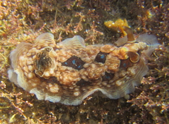 Dendrodoris krusensternii