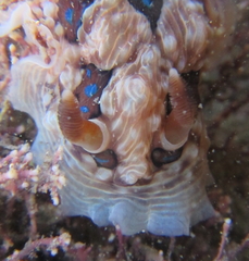 Dendrodoris krusensternii