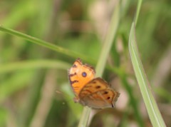 Junonia almana