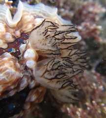 Dendrodoris krusensternii