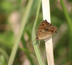 Junonia almana