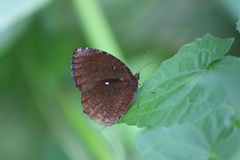 Elymnias hypermnestra