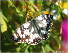 Melanargia lucasi