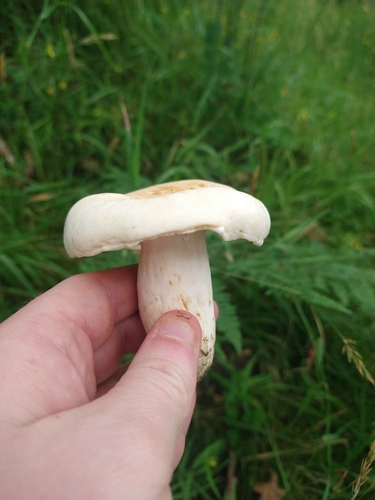 Lactifluus piperatus — (c) Victoria M., some rights reserved (CC BY)