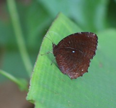 Elymnias hypermnestra