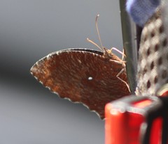 Elymnias hypermnestra