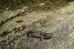 Smaller Blotched Salamander photo 1