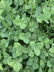 Trifolium repens