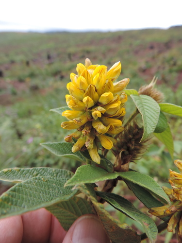 Eriosema montanum image