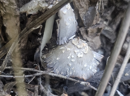 scaly ink cap